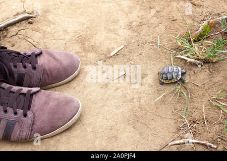 Little turtle cub e uomo per le gambe in sneakers su uno sfondo di sabbia vista superiore closeup Foto Stock