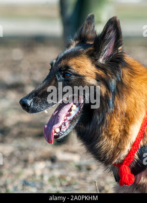 Pastore belga Tervuren (Canis lupus familiaris) in giardino Foto Stock