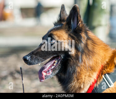 Pastore belga Tervuren (Canis lupus familiaris) in giardino Foto Stock