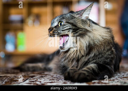 Primo piano della arrabbiato gatto sibilante che mostra i suoi denti Foto Stock