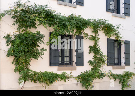 Parigi, Francia - Settembre 02, 2019: Giovani twisted glicine si arrampica sulla parete di Parigi e Montmartre Foto Stock