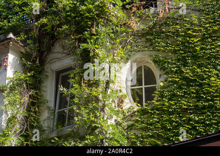 Parigi, Francia - Settembre 02, 2019: Giovani glicine ritorto ed edera si arrampica sulla parete di Parigi e Montmartre Foto Stock