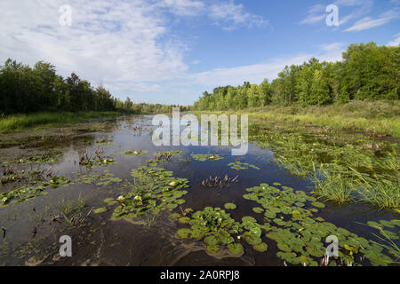 Ampio angolo di paesaggio di boschi e zone umide in Canada superiore uccello migratore Santuario, Ontario, Canada Foto Stock