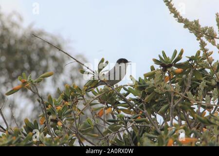 Trillo sardo (Sylvia melanocephala) in un giardino alt Mellieha, Malta Foto Stock