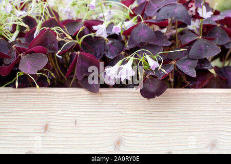 Campanule mauve Con porpora viola foglie e fiori che crescono in una pentola su sfondo di legno Foto Stock