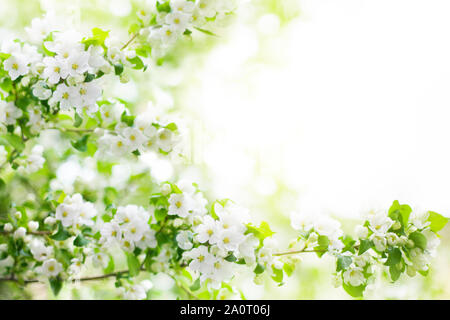 Apple di fioritura e rami di alberi, fiori bianchi su foglie verdi sfocate sfondo bokeh close up, molla di fiori di ciliegio, sakura fioritura telaio Foto Stock