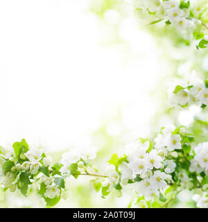 Apple di fioritura e rami di alberi, fiori bianchi su foglie verdi sfocate sfondo bokeh close up, molla di fiori di ciliegio, sakura fioritura telaio Foto Stock