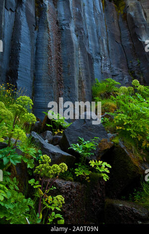 Cascada Svartifoss, Parque Nacional Skaftafell, Islandia Foto Stock