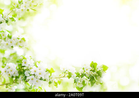 Apple di fioritura e rami di alberi, fiori bianchi su foglie verdi sfocate sfondo bokeh close up, molla di fiori di ciliegio, sakura fioritura telaio Foto Stock