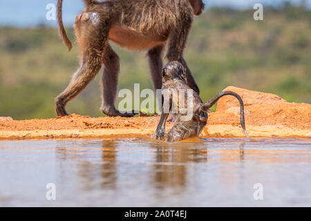Poco babbuino ( Chacma) giocando in acqua, Welgevonden Game Reserve, Sud Africa. Foto Stock