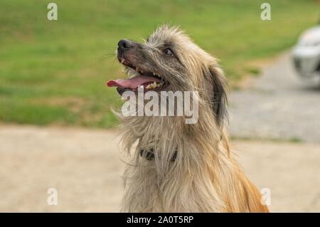 Una con i capelli lunghi dei pirenei cane pastore Foto Stock