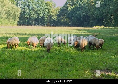 Allevamento di coburg fox ovini Foto Stock