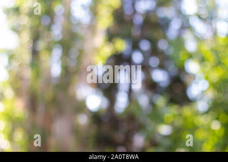 Bokeh di fondo verde sulla natura defocalizzazione arte astratta blur sullo sfondo Foto Stock