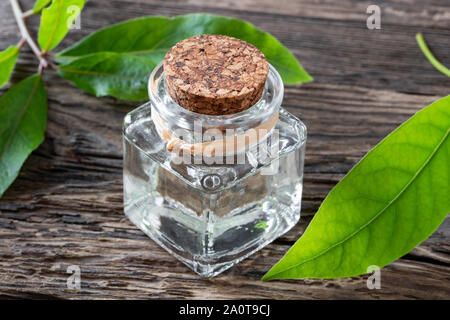 Una bottiglia di olio essenziale con un fresco e foglie di alloro su un tavolo Foto Stock