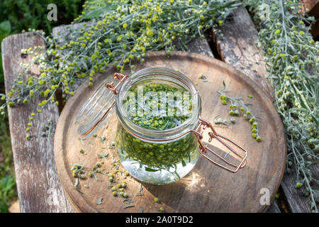 Preparazione di assenzio tintura da fresco blooming Artemisia Absinthium impianto, all'aperto Foto Stock