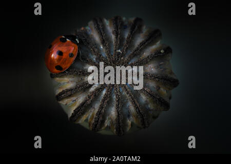 Ladybird udienza del gigante verde di semi di papavero testa Foto Stock
