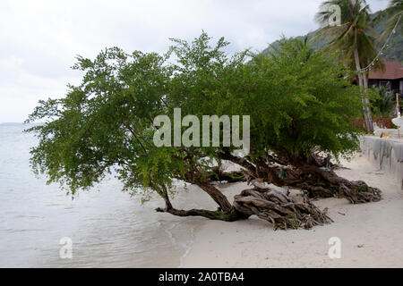 Alberi con radici intrecciati che giace al di sopra del mare sulla costa di Koh Phangan isola, Thailandia Foto Stock