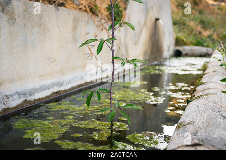 Sierra Nevada fontana,Granada. Foto Stock