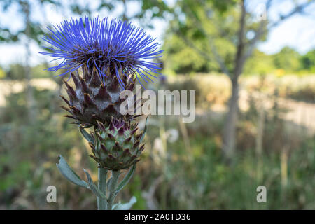 Thistle è il nome comune di un gruppo di piante di flowering caratterizzato da foglie con spine taglienti sui margini, soprattutto nella famiglia Asteraceae Foto Stock