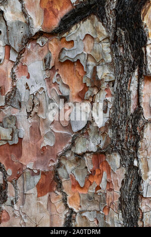 Corteccia di pino con tracce di fuoco (pinus canariensis), pino endemica delle Isole Canarie, trunk texture Chiudi vista Foto Stock