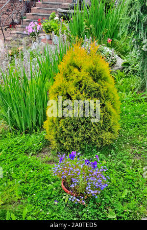 Thuja - di conifere arbusto sempreverde giardino nel paesaggio vicino aiuola. Bellissima pianta ornamentale per il parco o giardino landscape design - arbor vitae di Foto Stock