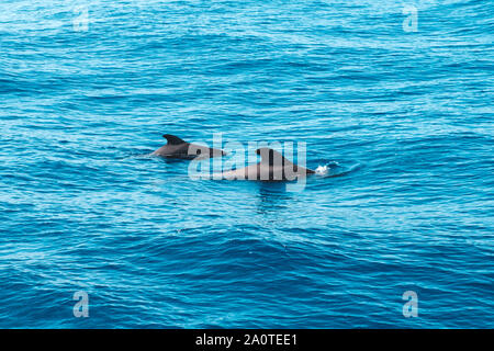 Due balene pilota nell'oceano guardando come i delfini - avvistamento di balene Foto Stock