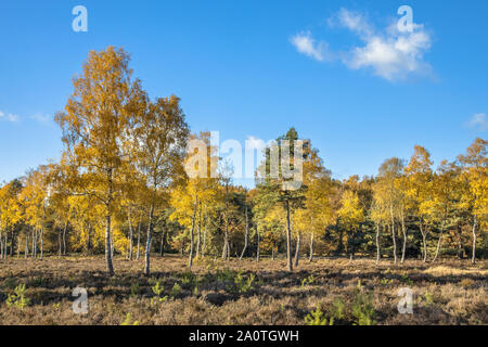Yellow colored deciduous birch (Betula) trees on heathland in autumn season of november, Drenthe, Netherlands Foto Stock
