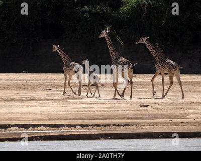 Una famiglia di razze di Thornicroft's giraffe (Giraffa camelopardalis thornicrofti) una coda-meno, in fuga dal bordo del fiume nel sud Luangwa, Zambia,Africa Foto Stock