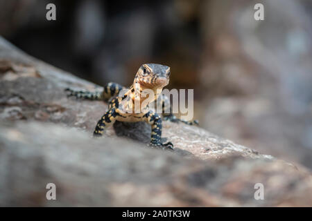 Asian monitor acqua (Varanus salvator) Foto Stock