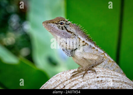 Oriental Garden lizard (Calotes versicolor) Foto Stock