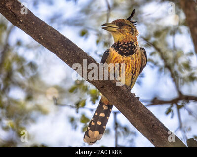 Crested barbet (Trachyphonus vaillantii) bird arroccato nella struttura ad albero su Satara Camp nel parco nazionale Kruger Sud Africa Foto Stock