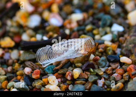 Close up velella meduse sulla spiaggia di sabbia di poco pietre multicolore. Foto Stock