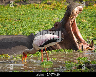 Sbadigliare Ippona (Hippopotamus amphibius) in laguna piena di acqua cavolo (Pistia stratiotes) con la pesca giallo-fatturati Stork, South Luangwa NP, Zambia Foto Stock