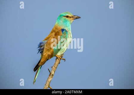 Rullo europea (Coracias garrulus) arroccato su stick in inizio di mattina di sole sulla savana africana Foto Stock