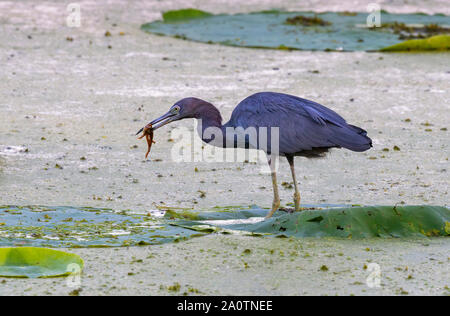 Piccolo airone cenerino (Egretta caerulea) caccia girini nella palude foresta, equilibratura su lotus lascia Brazos Bend State Park, Texas, Stati Uniti d'America. Foto Stock