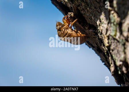 Cicala annuale vuoto pelle versato sulla corteccia di un albero di acero in agosto, STATI UNITI D'AMERICA. Foto Stock
