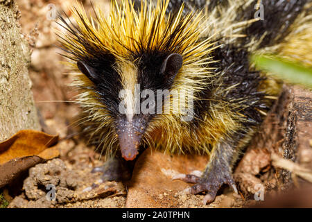 Animali endemiche tailless, tenrec Tenrec ecaudatus, noto anche come il tenrec comune. Close up foto. Madagascar wildlife Foto Stock