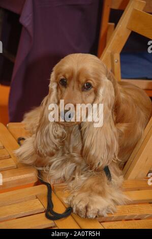 Red English Cocker Spaniel appoggiata sulla sedia Foto Stock
