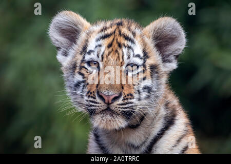 Tre-mese-vecchio (Amur Siberian) tiger cub Foto Stock