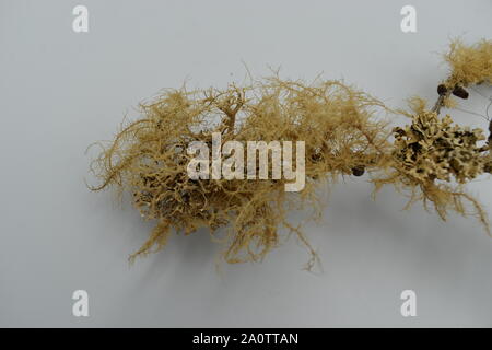 Essiccato tree lichen dalla foresta di Straiton nel South Ayrshire in Scozia. Foto Stock