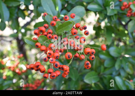 Frutti di Bosco autunnale su una siepe firethorn (Pyracantha coccinea). Foto Stock