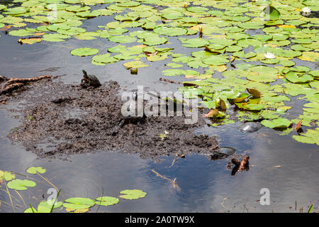 Fiume cooter tartarughe (Pseudemys concinna) crogiolarsi su fango nel lago - lunga chiave Area Naturale, Davie, Florida, Stati Uniti d'America Foto Stock