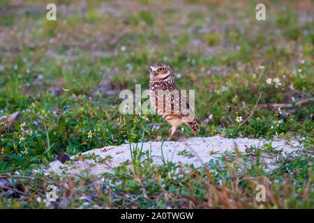 Florida scavando la civetta (Athene cunicularia floridana) sul nido/burrow - Pembroke Pines, Florida, Stati Uniti d'America Foto Stock