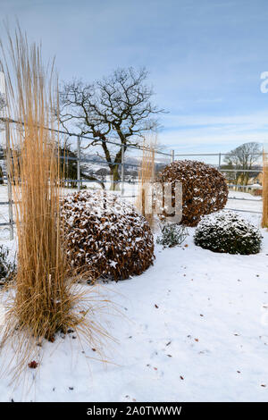 Design elegante e contemporaneo, paesaggio & piantagione (Topiaria da & tall erba reed) - close-up di neve coperto Giardino d'inverno, nello Yorkshire, Inghilterra, Regno Unito. Foto Stock