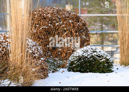 Design elegante e contemporaneo, paesaggio & piantagione (Topiaria da & tall erba reed) - close-up di neve coperto Giardino d'inverno, nello Yorkshire, Inghilterra, Regno Unito. Foto Stock