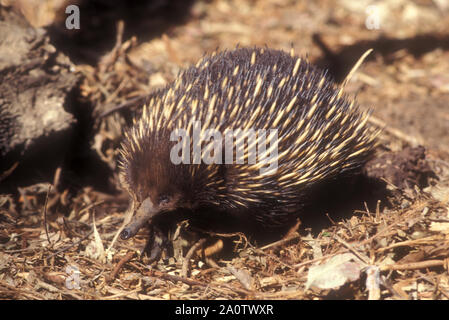 Echidna talvolta noto come spinosa formichieri appartengono alla famiglia Tachyglossidae nel monotreme ordine di deposizione delle uova mammiferi. Foto Stock