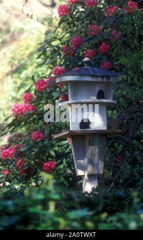 In casa di nidificazione di uccelli casella, rosa rododendri in background, Australia. Foto Stock