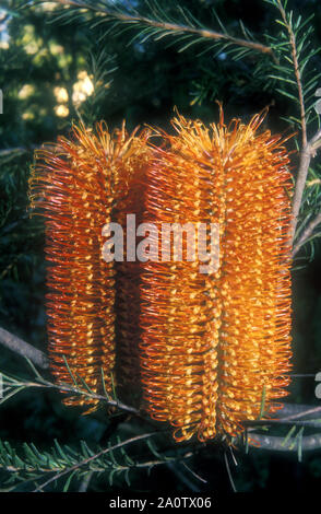 HEATH BANKSIA (BANKSIA ERICIFOLIA) noto anche come HEATH-lasciato o rosso-Caprifoglio Foto Stock