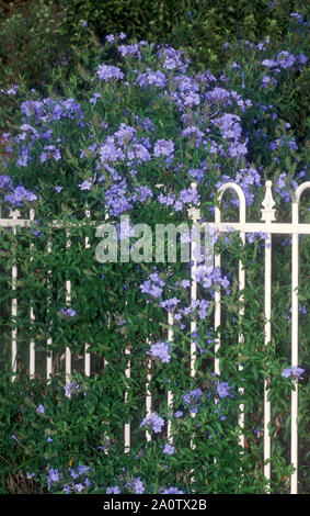 PLUMBAGO (PLUMBAGO AURICULATA SYN CAPENSIS CHE CRESCE ALL'INTERNO DELLA RECINZIONE DELLA CASA SUBURBANA A SYDNEY. NSW, AUSTRALIA. Foto Stock