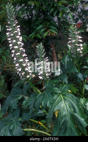 OYSTER IMPIANTO (ACANTO MOLLIS) noto anche come orso calzoncini o BEARSFOOT. ACANTHACEAE Foto Stock